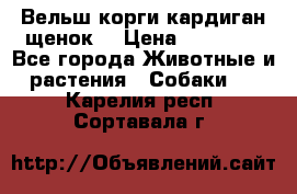 Вельш корги кардиган щенок  › Цена ­ 35 000 - Все города Животные и растения » Собаки   . Карелия респ.,Сортавала г.